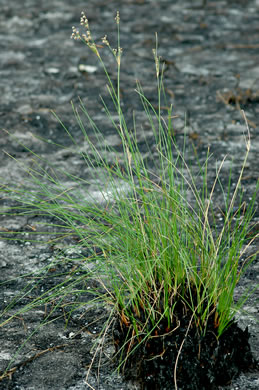 rhizome