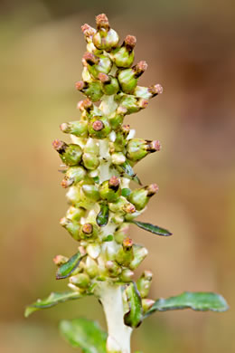 image of Gamochaeta purpurea, Spoonleaf Purple Everlasting, Purple Cudweed, Spoonleaf Cudweed