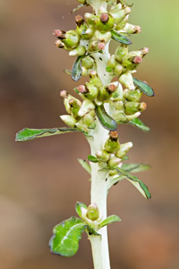 image of Gamochaeta purpurea, Spoonleaf Purple Everlasting, Purple Cudweed, Spoonleaf Cudweed