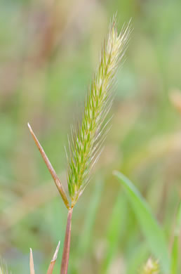 image of Hordeum pusillum, Little Barley