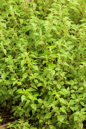 image of Parietaria floridana, Florida Pellitory