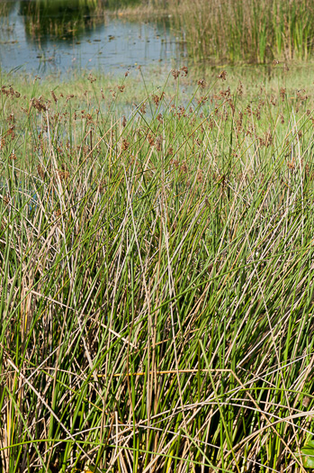 image of Schoenoplectus californicus, Giant Bulrush, Southern Bulrush, Tule, California Bulrush
