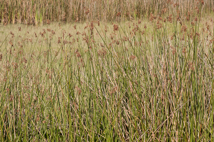 image of Schoenoplectus californicus, Giant Bulrush, Southern Bulrush, Tule, California Bulrush