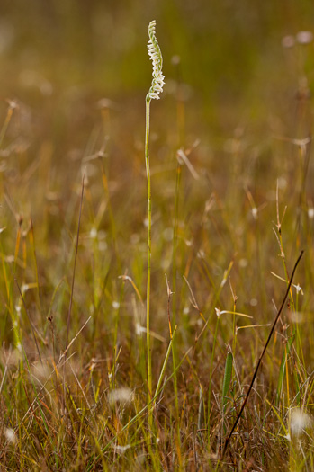 image of Spiranthes vernalis, Spring Ladies'-tresses