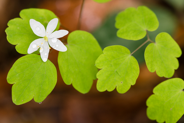 image of Thalictrum thalictroides, Windflower, Rue-anemone, Wind-rue