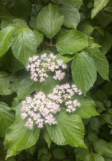 image of Viburnum dilatatum, Linden Viburnum