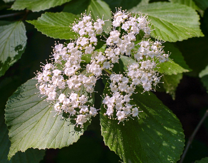 image of Viburnum dilatatum, Linden Viburnum
