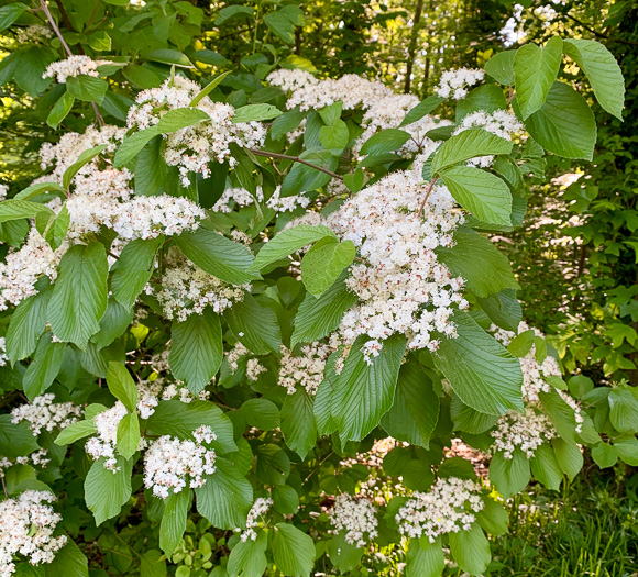 image of Viburnum dilatatum, Linden Viburnum