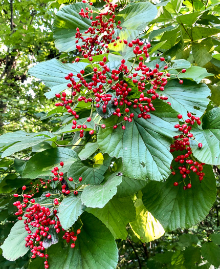 image of Viburnum dilatatum, Linden Viburnum