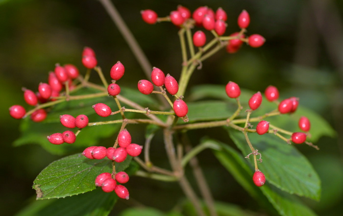 image of Viburnum dilatatum, Linden Viburnum