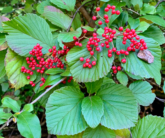 image of Viburnum dilatatum, Linden Viburnum