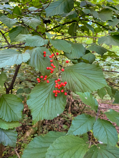 image of Viburnum dilatatum, Linden Viburnum