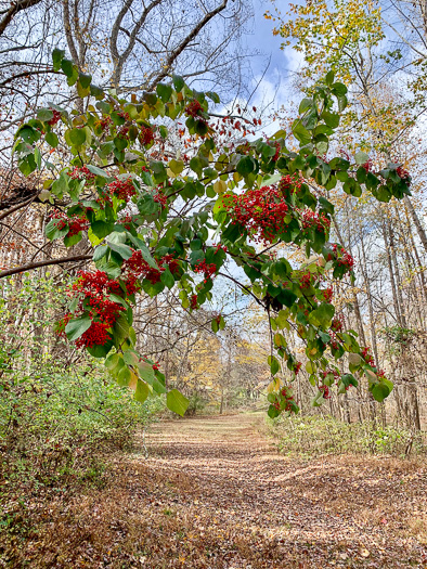 image of Viburnum dilatatum, Linden Viburnum