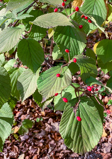 image of Viburnum dilatatum, Linden Viburnum