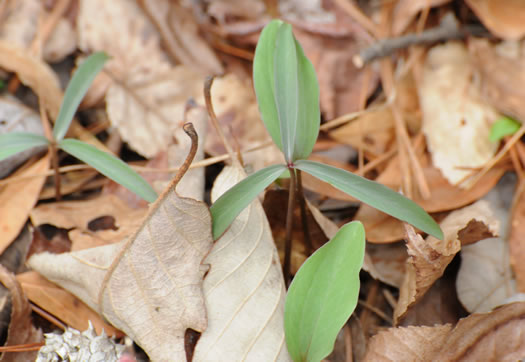 image of Trillium pusillum +, Carolina Least Trillium, Virginia Dwarf Trillium, Aiken Least Trillium