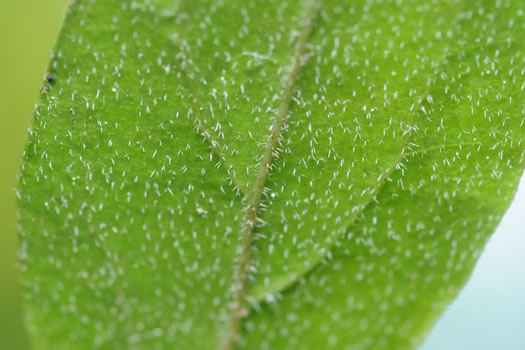 trichome