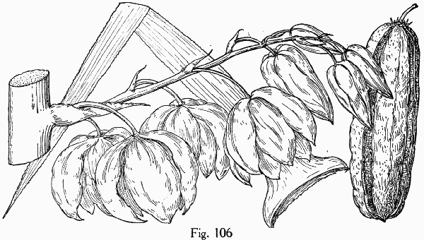 image of Yucca aloifolia, Spanish Dagger, Aloe Yucca