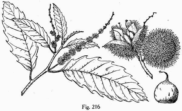 image of Castanea dentata, American Chestnut