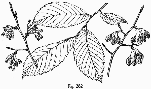 image of Ulmus americana var. americana, American Elm, White Elm