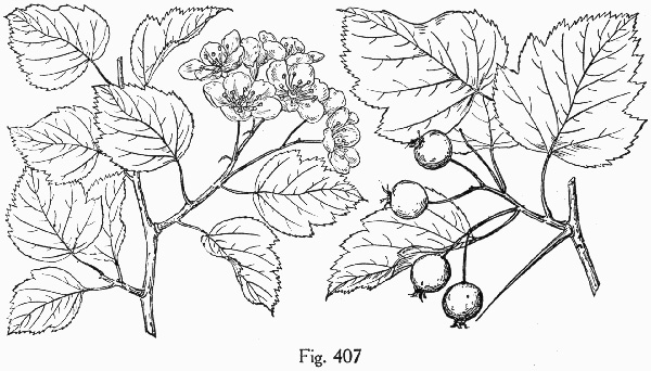 image of Crataegus pruinosa var. pruinosa, Frosted Hawthorn