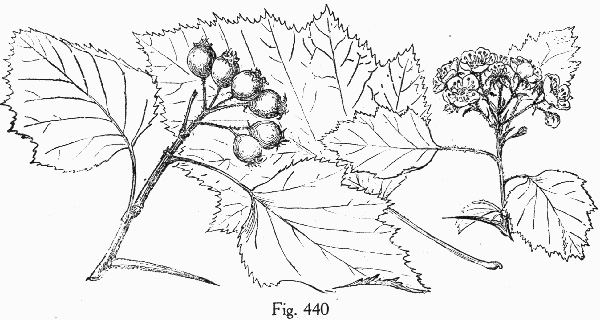 image of Crataegus pennsylvanica, Pennsylvania Hawthorn
