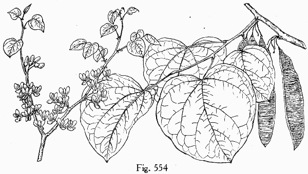 drawing of Cercis canadensis var. canadensis, Eastern Redbud, Judas Tree