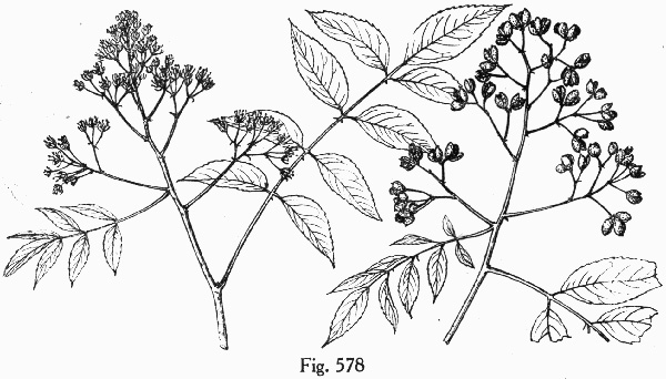 image of Zanthoxylum clava-herculis, Southern Toothache Tree, Hercules-club, Sea-ash, Southern Prickly-ash