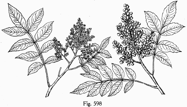 image of Rhus copallinum +, Winged Sumac, Shining Sumac, Dwarf Sumac