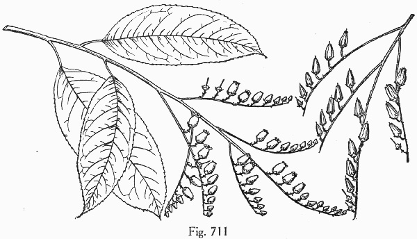 image of Oxydendrum arboreum, Sourwood, Sorrel-tree