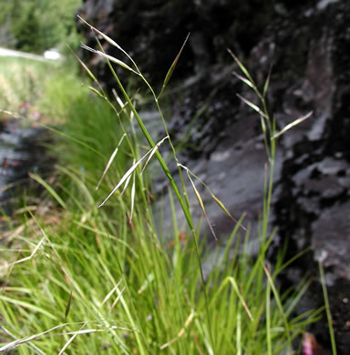 image of Danthonia compressa, Mountain Oatgrass, Flattened Oatgrass, Allegheny Flyback