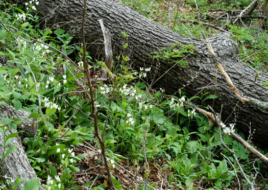 image of Primula meadia, Eastern Shooting Star