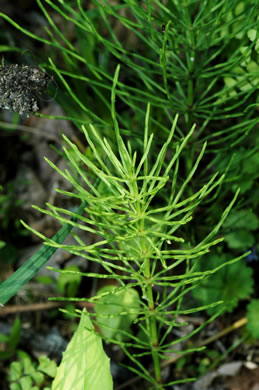 image of Equisetum arvense, Field Horsetail, Bottlebrush Horsetail