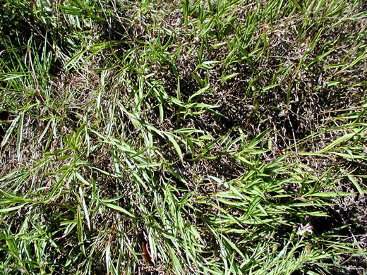 image of Eurybia avita, Alexander's Rock Aster
