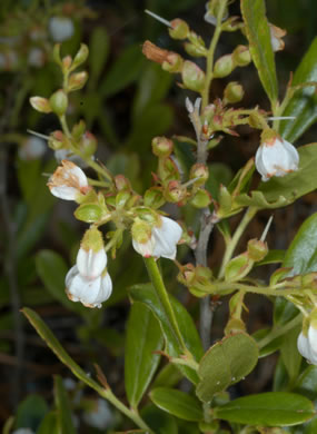 image of Gaylussacia dumosa, Southern Dwarf Huckleberry