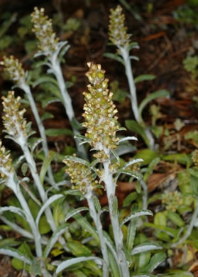 image of Gamochaeta purpurea, Spoonleaf Purple Everlasting, Purple Cudweed, Spoonleaf Cudweed