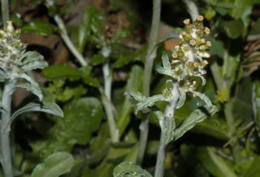 image of Gamochaeta purpurea, Spoonleaf Purple Everlasting, Purple Cudweed, Spoonleaf Cudweed