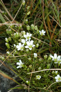 image of Geocarpon groenlandicum, Mountain Sandwort, Greenland Sandwort