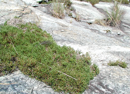Twisted-hair Spikemoss