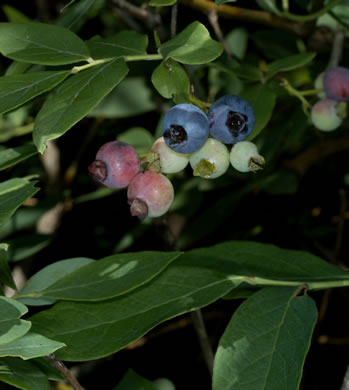 image of Vaccinium corymbosum, Smooth Highbush Blueberry, Northern Highbush Blueberry