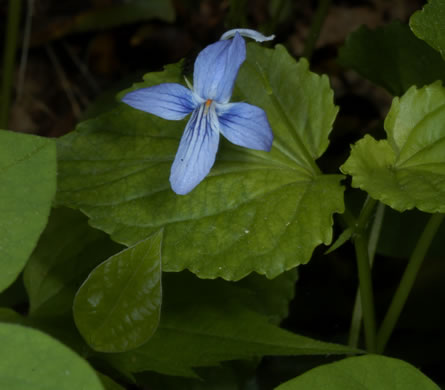 image of Viola rostrata, Longspur Violet