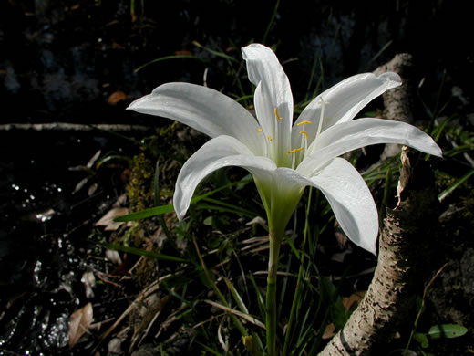 image of Zephyranthes atamasco, Common Atamasco-lily, Rain-lily, Easter Lily, Naked Lily