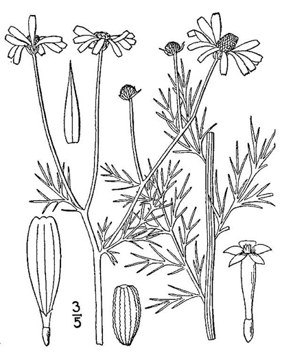 image of Anthemis cotula, Stinking Chamomile, Stinking Mayweed, Dog-fennel, Chigger-weed