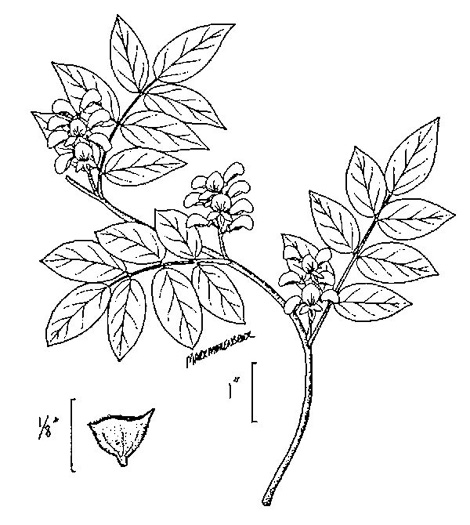 image of Apios americana, American Groundnut, Common Groundnut