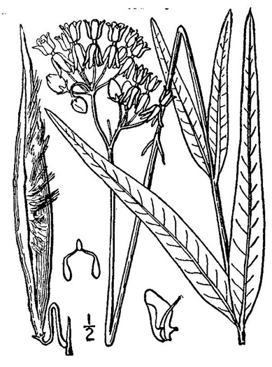 drawing of Asclepias lanceolata, Fewflower Milkweed, Red Milkweed