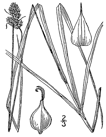 image of Carex austrina, Southern Sedge