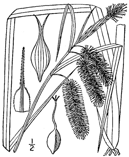 image of Carex comosa, Bottlebrush Sedge, Bristly Sedge, Porcupine Sedge