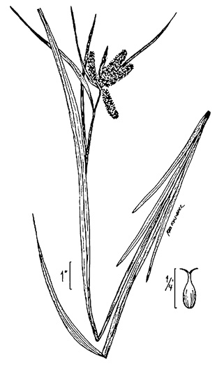 image of Carex comosa, Bottlebrush Sedge, Bristly Sedge, Porcupine Sedge