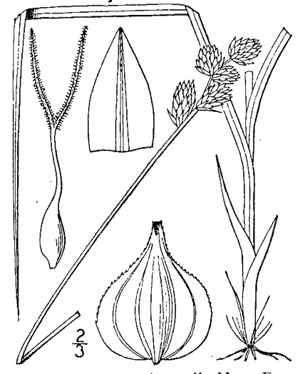 image of Carex festucacea, Fescue Sedge