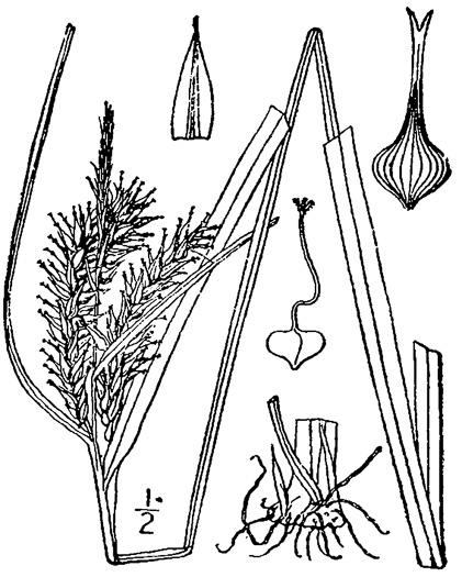 image of Carex gigantea, Giant Sedge