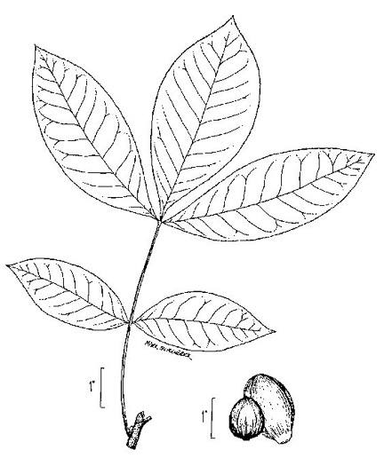 image of Carya glabra, Pignut Hickory